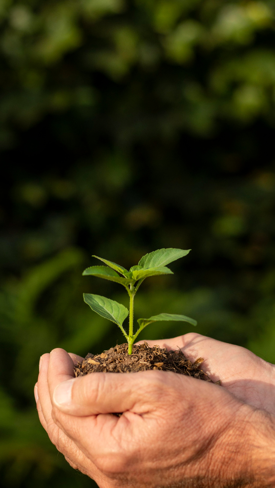 close-up-soil-sprout